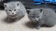 Prachtige nestje kittens stamboom bsh registered