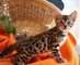 Pura raza de gatitos de Bengala para la venta - Foto 1
