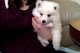 Puros cachorros samoyedo blanco