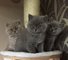 Quality GCCF Stamboom Kittens - Foto 1