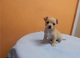 Refalo Chihuahua cachorros de 8 semanas de edad - Foto 1