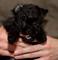 Regalo affenpinscher cachorros disponibles