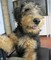 Regalo airedale terrier cachorros listo