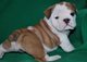 Regalo akc hermosos registrados bulldog inglés cachorros