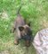 Regalo akc pendientes pastor belga cachorros
