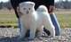 Regalo akita disponibles cachorros listos