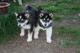 Regalo alaska malamute cachorros listo