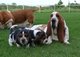 Regalo basset hound encantador cachorros