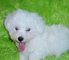 Regalo bichon frise cachorros para nueva familia