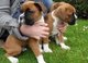 Regalo boxer cachorros listoya