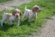 Regalo bracco italiano cachorros disponibles