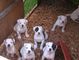 Regalo Bulldog americano cachorros listo - Foto 1