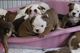 Regalo bulldog francés cachorros para adopcion gratis !!!