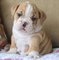 Regalo bulldog inglés cachorros disponibles