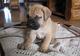 Regalo bullmastiff cachorros listos