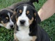 Regalo cachorros entlebucher de montaña - Foto 1