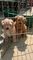 Regalo cachorros estadounidense Cockapoo - Foto 1
