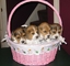 Regalo camada de cachorros beagle en adopcion