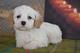 Regalo cavapoo cachorros para el cuidado de la familia