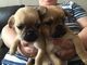 Regalo chug cachorros disponibles