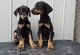 Regalo chunky los pinscher cachorros