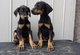 Regalo chunky los pinscher cachorros