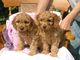 Regalo cockapoo cachorros listos