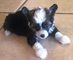 Regalo con cresta chinos perritos disponibles