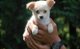 Regalo crema de Chihuahua cachorros por reubicación - Foto 1