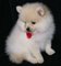 Regalo crema de Pomeranian cachorros por reubicación - Foto 1