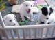 Regalo de canaan cachorros listos