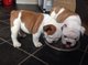 Regalo de pura raza bulldog inglés adorable cachorros