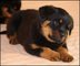 Regalo de pura raza rottweiler cachorros