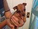 Regalo del pinscher cachorros disponibles - Foto 1