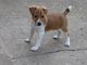Regalo del plummer de Terrier cachorros disponibles - Foto 1