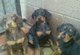 Regalo doberman pinscher cachorros para los nuevos hogares