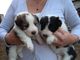 Regalo enormes collie barbudo cachorros