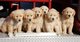 Regalo entrenados golden retriever obediencia cachorros