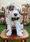 Regalo espléndidas bedlington terrier cachorros