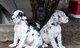Regalo Excelentes Arlequín gran danés cachorros - Foto 1