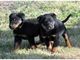 Regalo fantásticas Beauceron cachorros - Foto 1