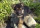 Regalo Formado pastor alemán cachorro - Foto 1