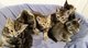 REGALO gatitos bengala en busca de un nuevo hogar - Foto 1