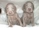 Regalo gentil weimaraner cachorros listo