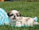 Regalo hermosas pura raza Shih Tzu cachorros - Foto 1