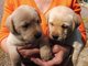 Regalo hermoso labrador retriever cachorros