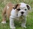 Regalo hermosos bulldog inglés cachorros