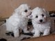 Regalo hermosos de bichon frise cachorros