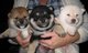 Regalo hermosos Shiba Inu cachorros disponibles - Foto 1