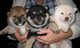 Regalo hermosos shiba inu cachorros disponibles